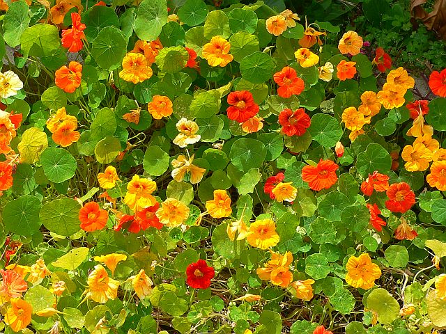 Nasturtium Galore