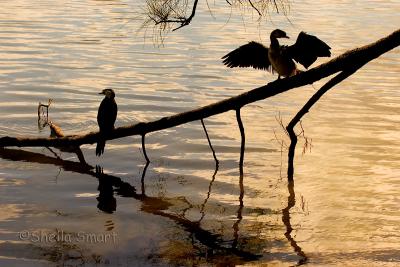 Cormorants  at Narrabeen Lake