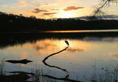 Heron at sunset