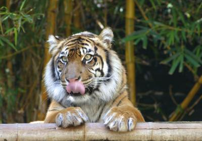 Sumatran tiger with tongue