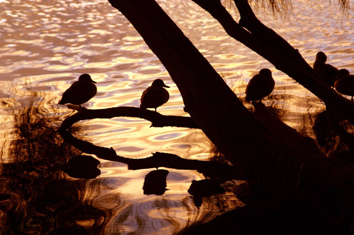 Sunset ducks.jpg