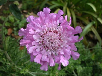 Scabiosa