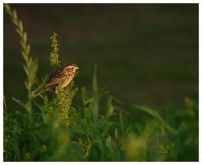 female purple finch (i think)