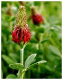 red-clover.jpg