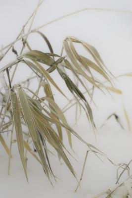 Frosty Leaves in Winter Storm