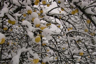 Winter Apples