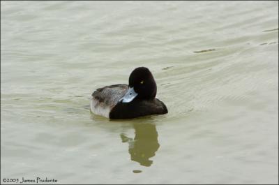 Lesser Scaup