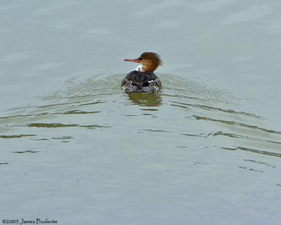 Red-breasted Merganser