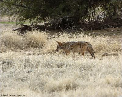 Coyote