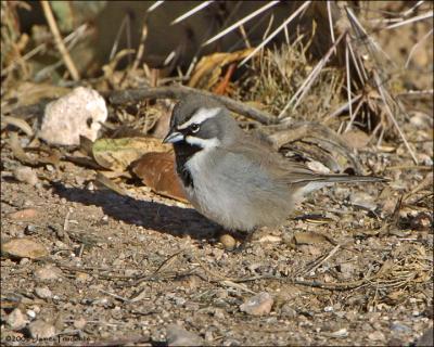 Black-throated Sparrow