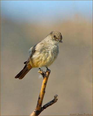 Say's Phoebe