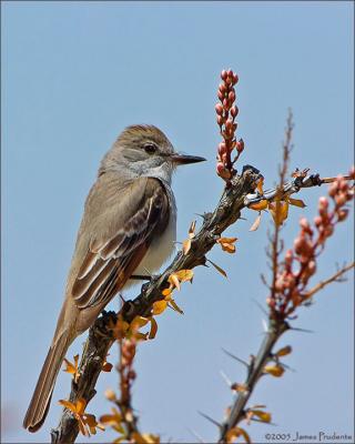 Ash-throated Flycatcher