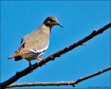 White-winged Dove
