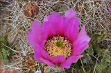 Robust Hedgehog Cactus