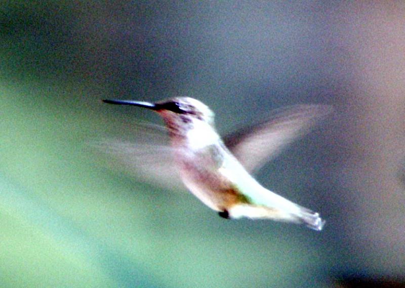 Hummingbird in flight.