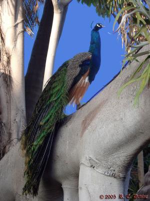 Peacock
