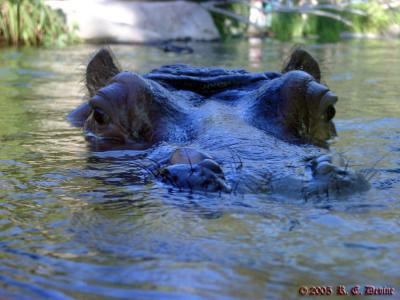 Hippopotamus