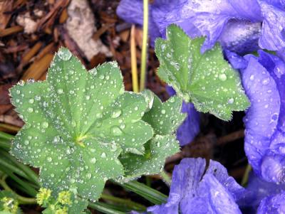 lupine and iris