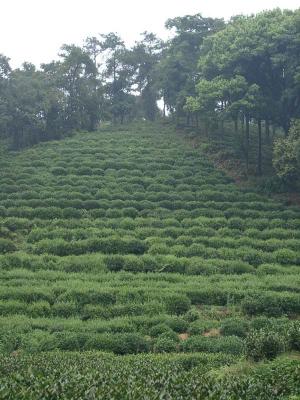 Tea Tree Farm at Xihu西湖茶園
