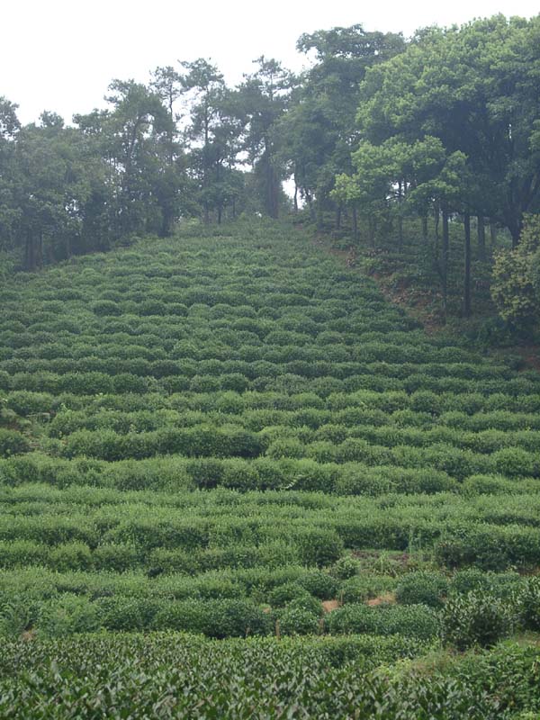 Tea Tree Farm at Xihu<br />西湖茶園