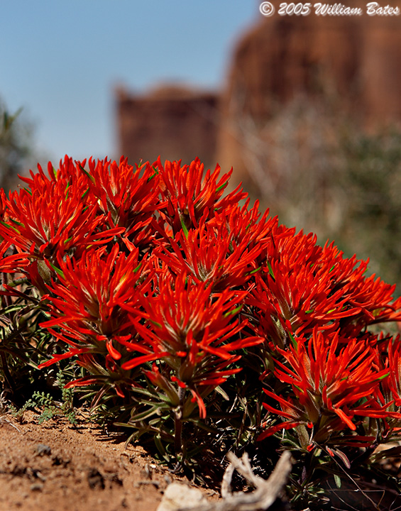 Indian Paint Brush at Court House Rock04_06_05.jpg