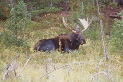 Moose laying in field