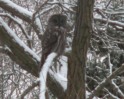 Great Gray Owl