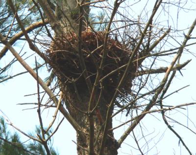 Their Nest