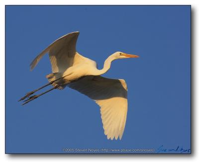 u14/snoyes/medium/41831686.EgretFlight.jpg
