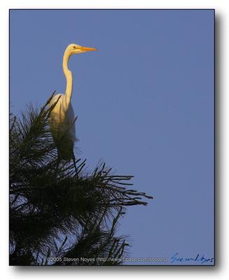 u14/snoyes/medium/41831698.EgritPerched.jpg