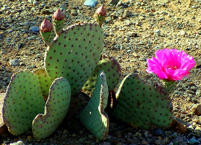 Cactus Bloom