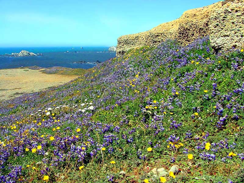 Cape Blanco