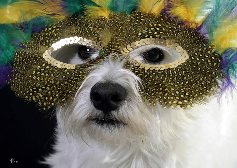 Mardi Gras Westie