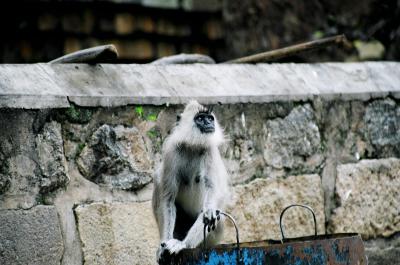 Coolest temple monkey -- EVER