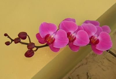 Orchids_0558.jpg