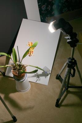Lighting Setup