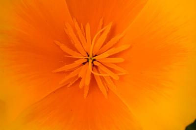 California Poppy