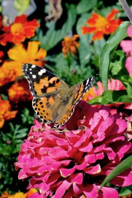 Painted Lady at Hollydale.jpg