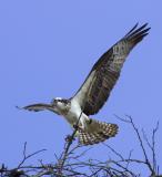 Osprey_P9E0909.jpg