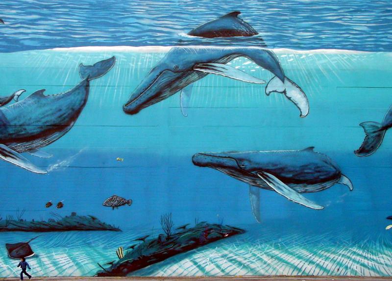 6th<br>Whale Runner by Sprouse