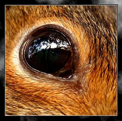 squirrel eye by Ura SAMONOV (2003)*