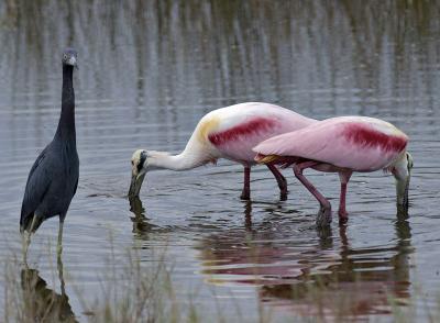 Birds of a Feather