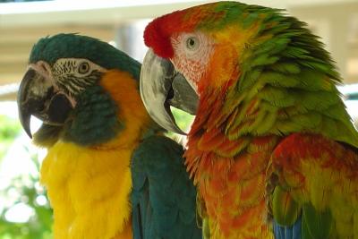 Posing Parrots
