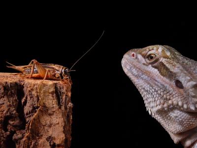 Face Off