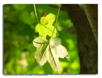LEAFby Jingle