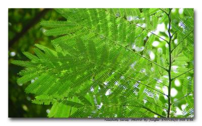 GREENby Jingle