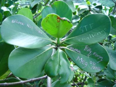 Autograph tree by Richard Rehkemper