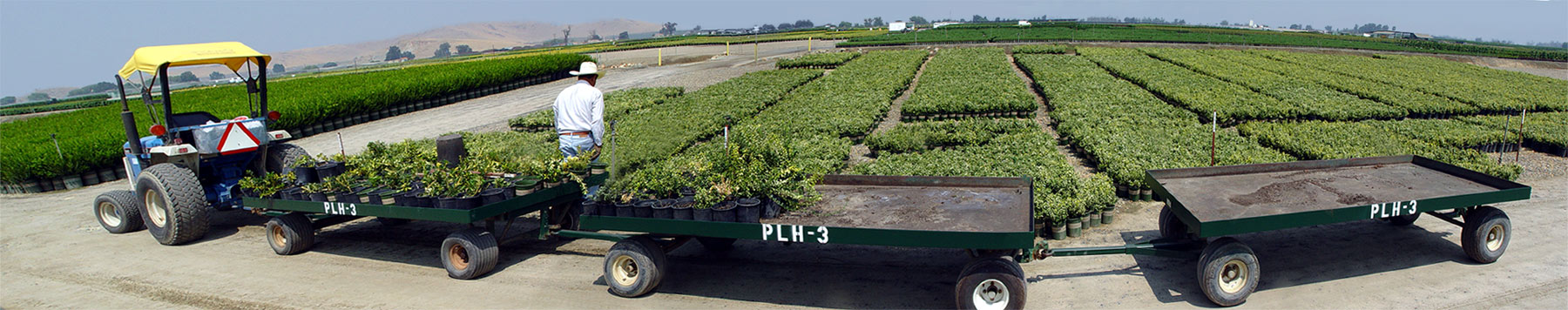 <B>Plantanooga Choo Choo</b><br><font size=2> by Nee</font>