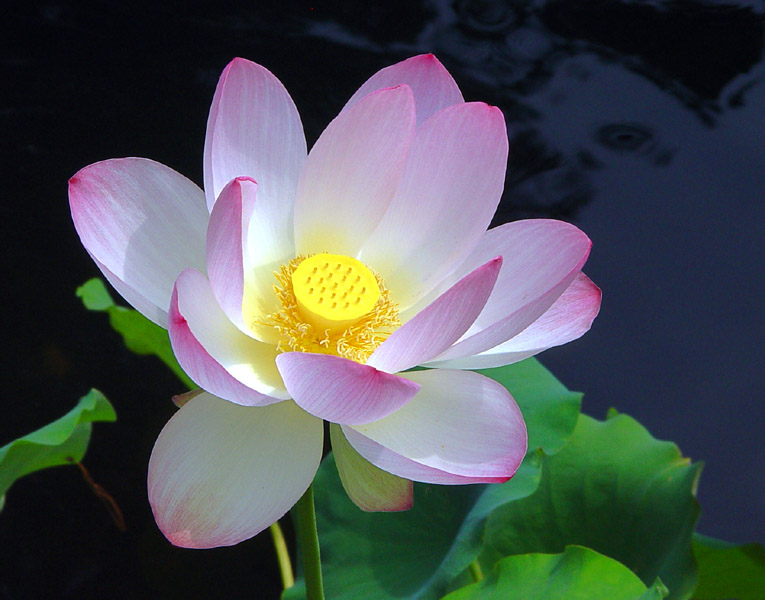 Lotus Blossom