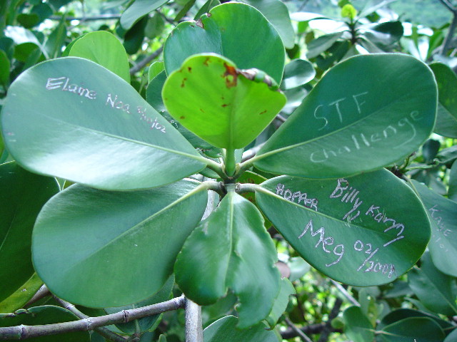 Autograph tree by Richard Rehkemper